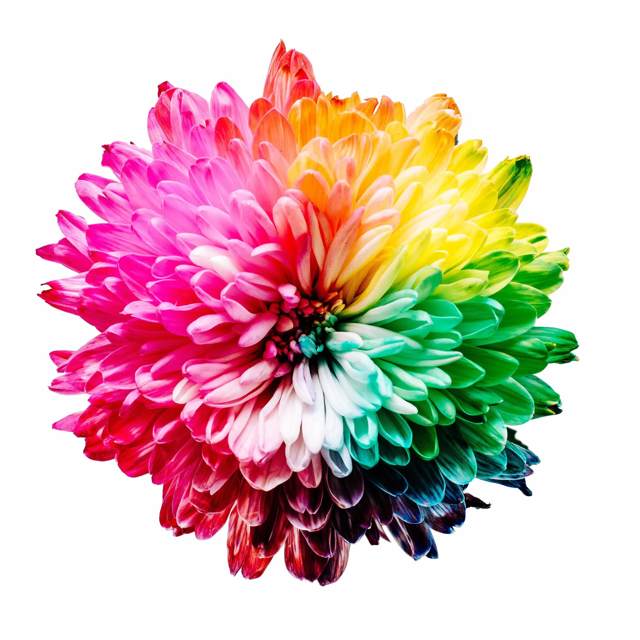 Eine Blüte mit buntem Farbverlauf.